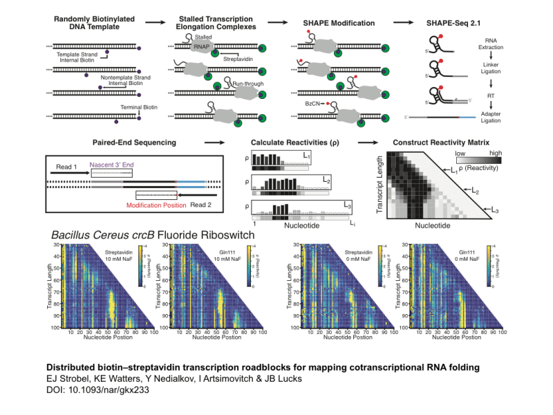 Biotin_Streptavidin_Cotrans_SHAPE-Seq_figure