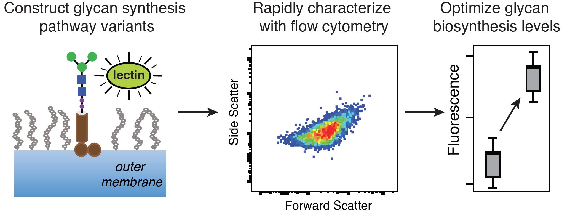 Graphical Abstract to "A flow cytometric approach to engineering Escherichia coli for improved eukaryotic protein glycosylation"